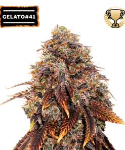 gelato 41 femminizzata