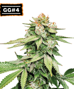 gg4 auto