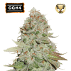 gg4 femminizzata