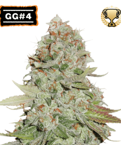 gg4 femminizzata