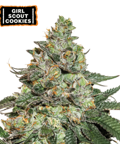 girl scout cookies autofiorenti