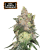girl scout cookies femminizzata