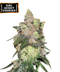 girl scout cookies femminizzata