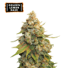 golden lemon haze femminizzata