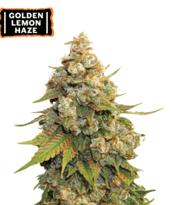golden lemon haze femminizzata