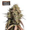 gorilla cookies auto