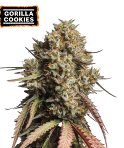 gorilla cookies auto