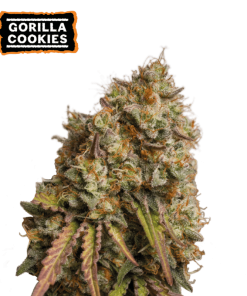 gorilla cookies fem