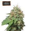 green crack auto