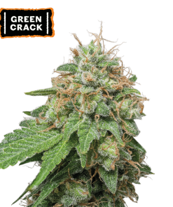 green crack auto