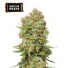 green crack fem