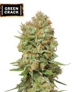 green crack fem