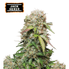jack herer auto