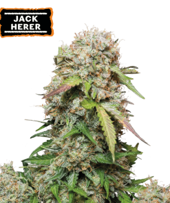 jack herer auto