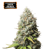 jack herer fem