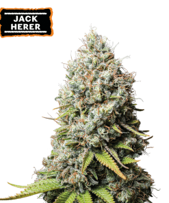 jack herer fem