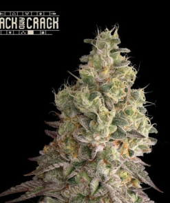 mac and crack auto