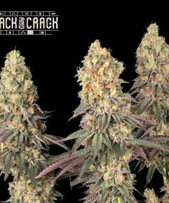 mack and crack seedstockers seedsline