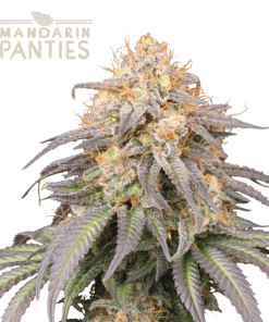 mandarin panties