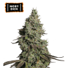 moby dick auto