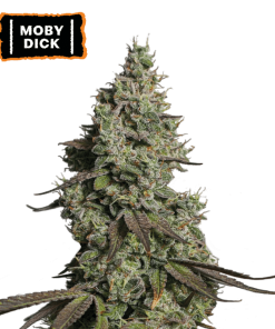 moby dick auto