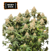 moby dick fem
