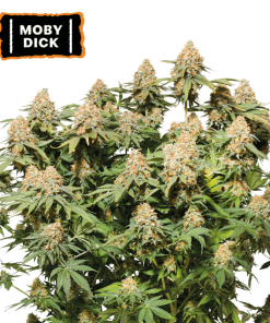 moby dick fem
