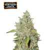 northern lights femminizzata