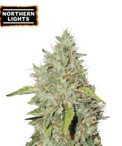 northern lights femminizzata