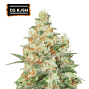 og kush autoflower