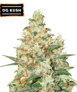 og kush autoflower