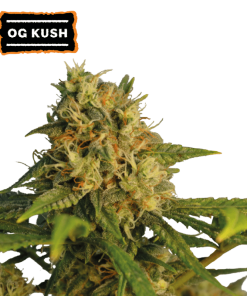 og kush femminizzata