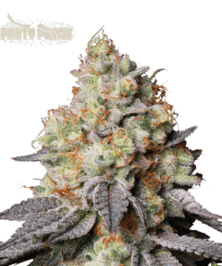 panty punch auto