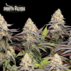 panty punch seedstockers seedsline