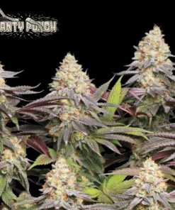 panty punch seedstockers seedsline