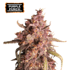 purple punch autofiorenti