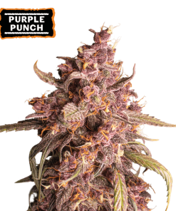 purple punch autofiorenti