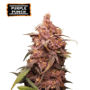 purple punch femminizzata
