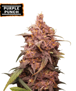 purple punch femminizzata