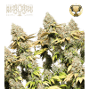 rucu cucu og auto