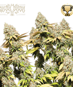 rucu cucu og auto