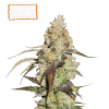 runtz feminized