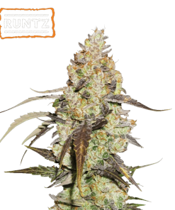 runtz feminized