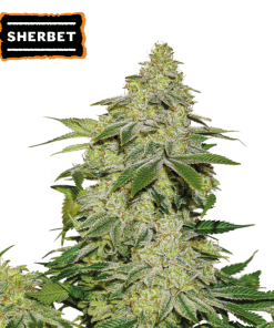 sherbet autofiorenti