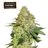 sherbet femminizzata