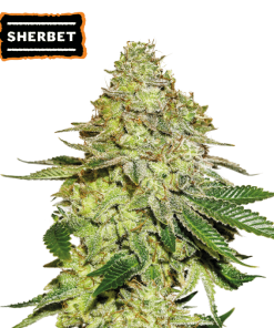 sherbet femminizzata