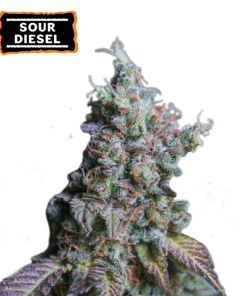 sour diesel auto
