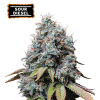 sour diesel fem