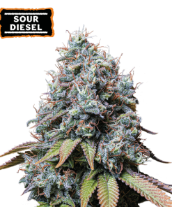 sour diesel fem