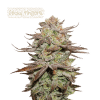 sticky fingers autoflower